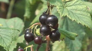 Frenküzümü fidanları.