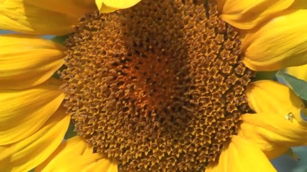 Sunflower. — Stock Video