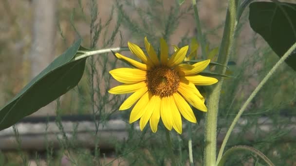 Girasol. — Vídeos de Stock