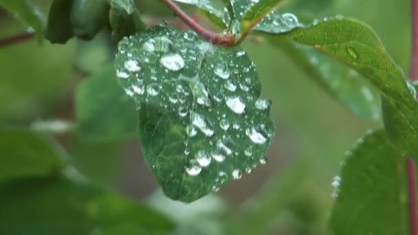 Regentropfen auf Blatt. — Stockvideo