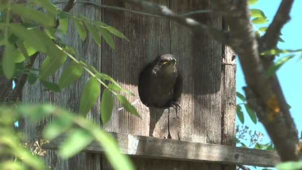 Fledgling starlings. — Stock Video