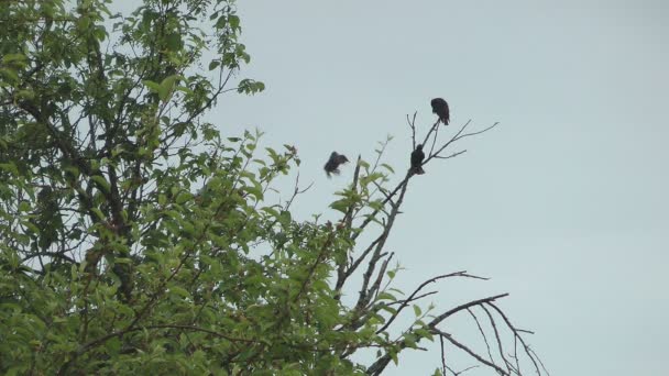 Starlings. — Stock Video