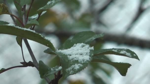 Apple boom bladeren. — Stockvideo