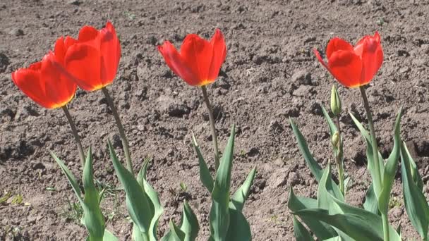 Tulipas. — Vídeo de Stock