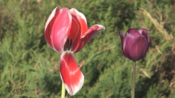 Tulipany. — Wideo stockowe