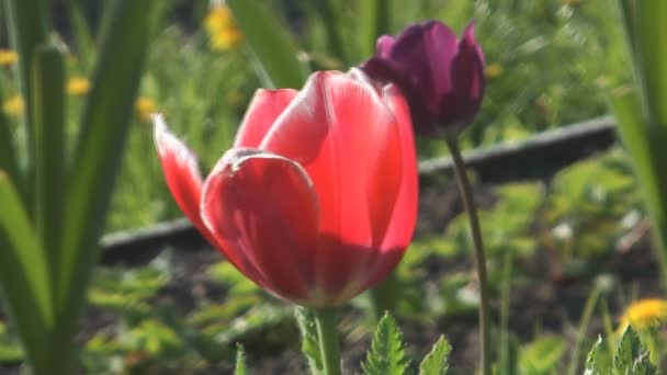 Tulipani. — Video Stock