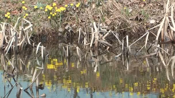 Coltsfoot. — Vídeo de Stock