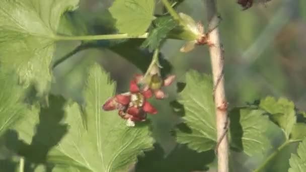 Ribes. — Video Stock