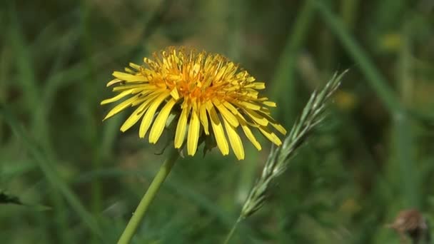 Paardebloem. — Stockvideo