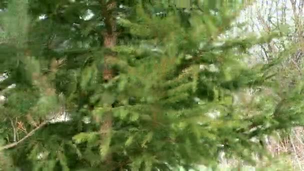 Conifer. — Stockvideo