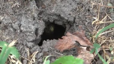 eşekarısı yuvası.