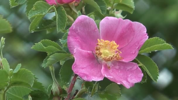 Arbusto de rosa . — Vídeos de Stock