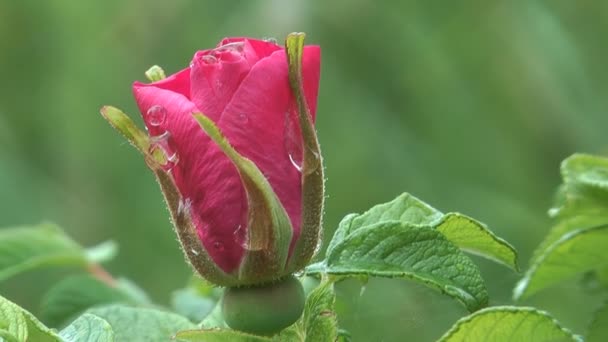 Бутон троянди . — стокове відео