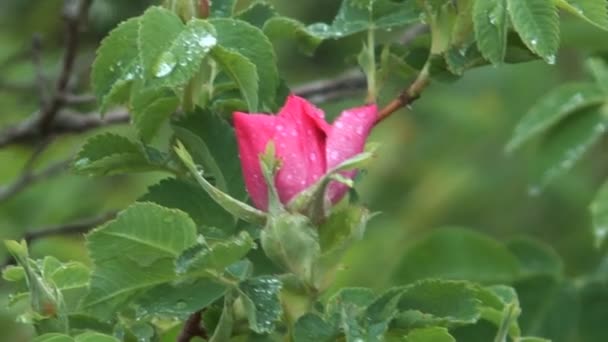 Arbuste rose . — Video