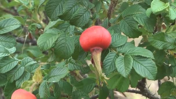 Rosa canina . — Video Stock