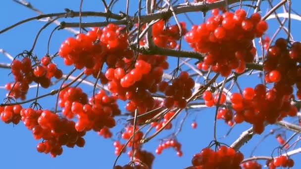 Viburnum. — Stockvideo