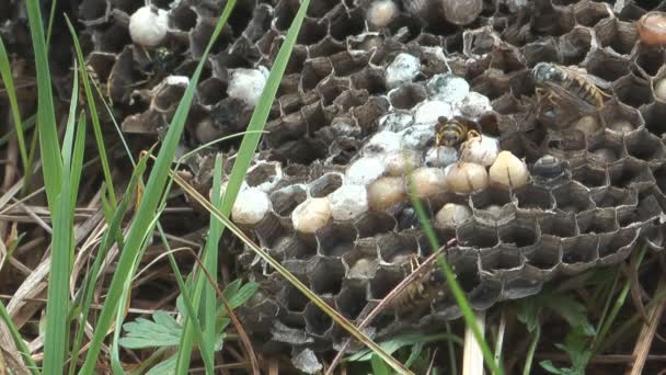 Bienenwaben. — Stockvideo