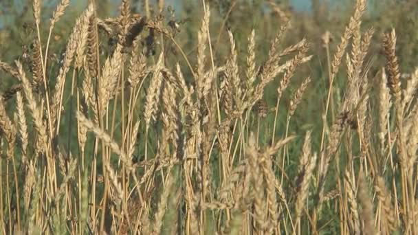 Wheat. — Stock Video