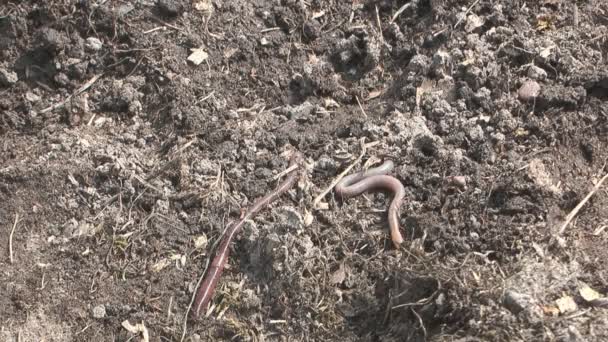 дождевых червей на дороге. дождевые черви биоиндикаторы. земля после дождевых червей. червячки в земле комнатных растений. земля после дождевых червей.