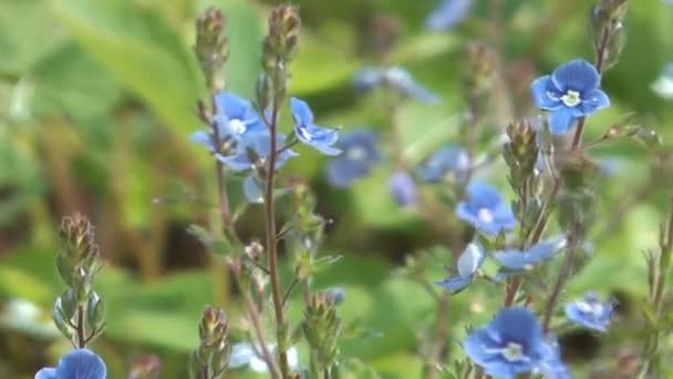 Forget-me-not flowers. — Stock Video
