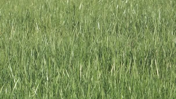 緑の草. — ストック動画