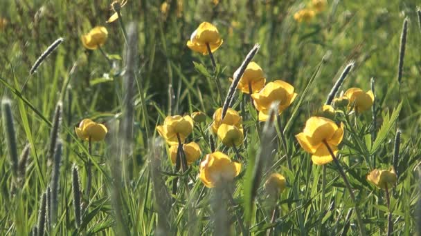 Globeflower. — ストック動画