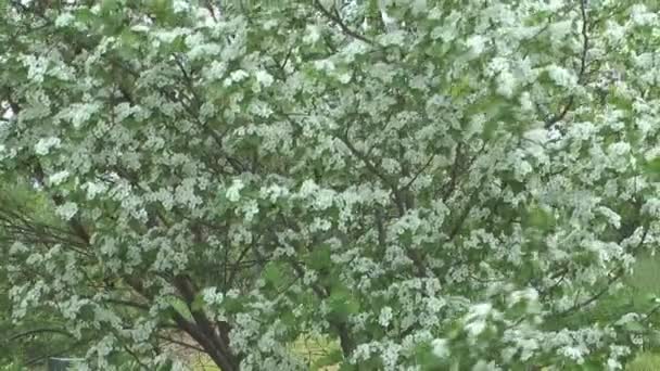 Blossoming hawthorn. — Stock Video