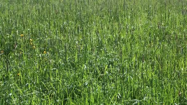 Herbe des prés .