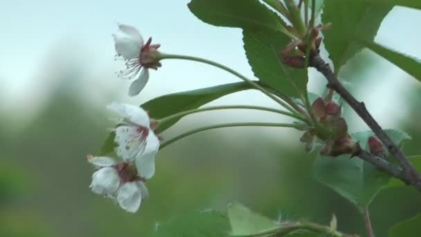 Квітучі вишневі дерева . — стокове відео