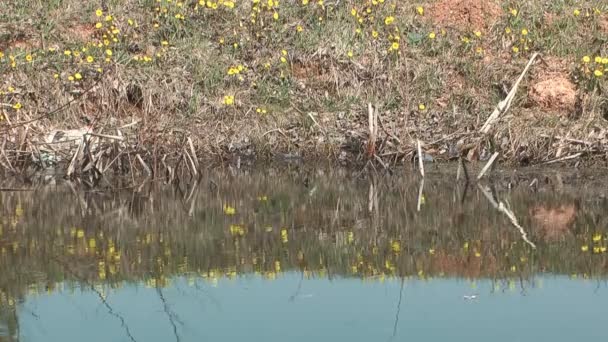 Coltsfoot. — Vídeo de Stock