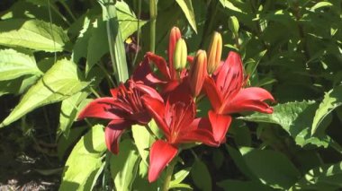Lily.