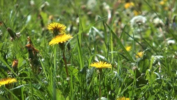 Fleurs sauvages .