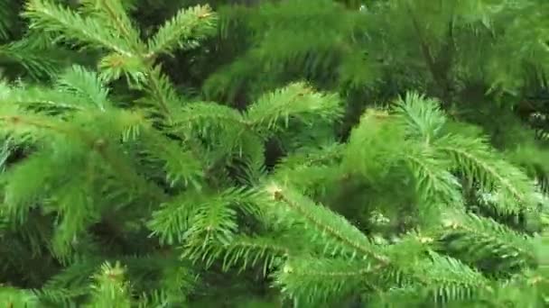 Silver Fir. — Stockvideo