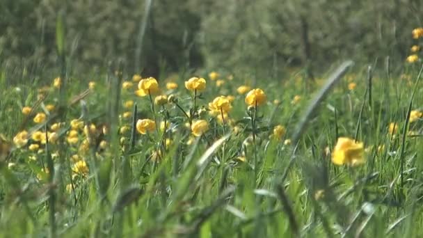 Globeflower. — Videoclip de stoc