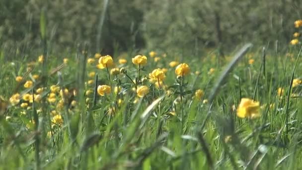 Globeflower. — ストック動画