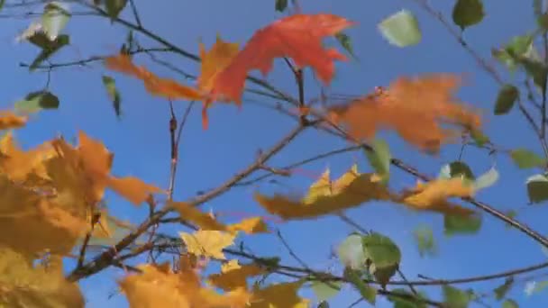 Árbol de arce. — Vídeo de stock