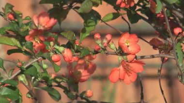 Chaenomeles japonica.