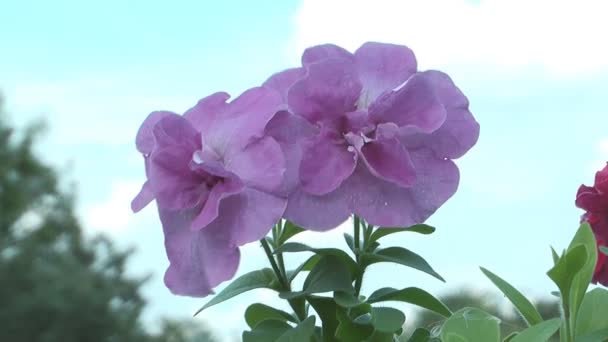 Petunia. — Stockvideo