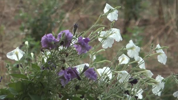 Summer rain. — Stock Video