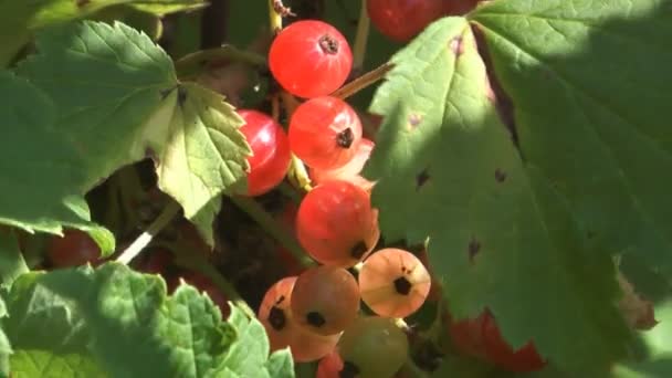 Rote Johannisbeere. — Stockvideo