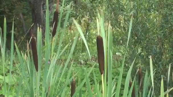 Reed Mace . — Vídeo de Stock