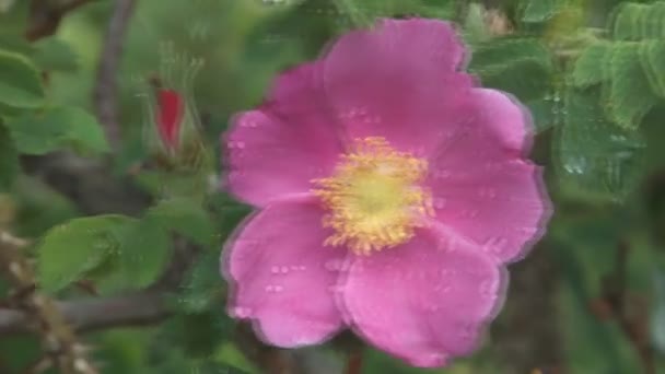 Rosa Rosen. — Stockvideo