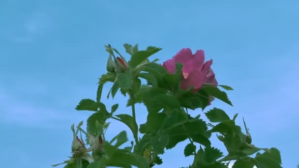 Roses. — Stock Video