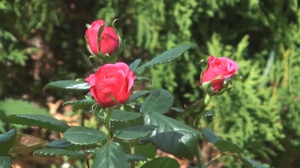 Roses. — Video