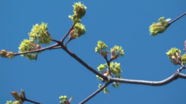 akçaağaç Şubesi.