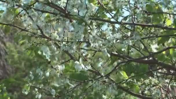 Blommande cherry tree. — Stockvideo
