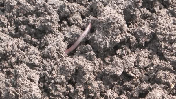 Earthworm. — Stock video