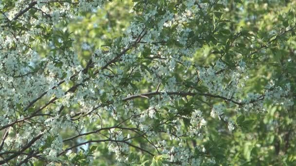 Blossoming cherry-tree. — Stock Video