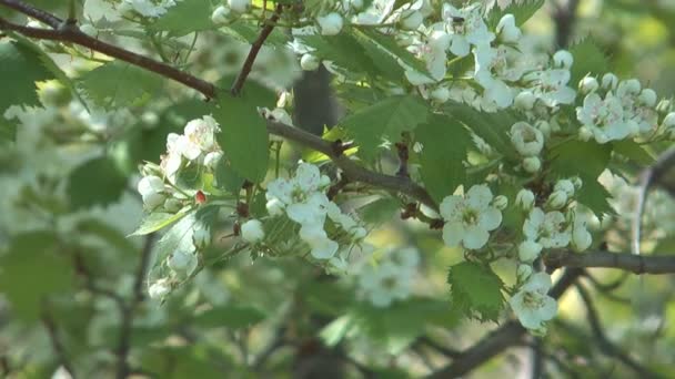 Blossoming hawthorn. — Stock Video