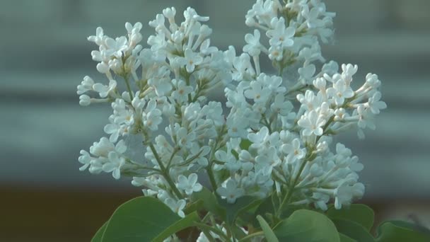 Blossoming white lilac. — Stock Video